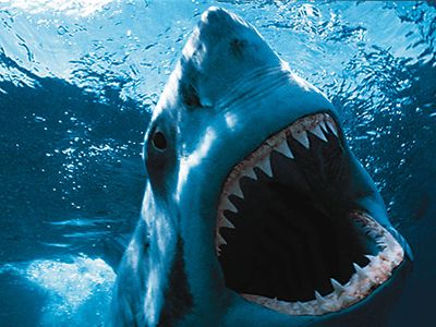 В чём провинились акулы?